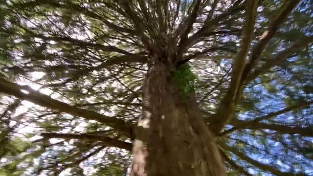 Video Reference: Tree, Plant, Woody plant, Branch, Nature, Trunk, Bigtree, Forest, Plant stem, Temperate broadleaf and mixed forest