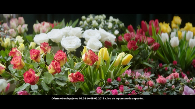 Video Reference: Flower, Flowering plant, Petal, Plant, Tulip, Floristry, Spring, Pink, Botany, Cut flowers, Person