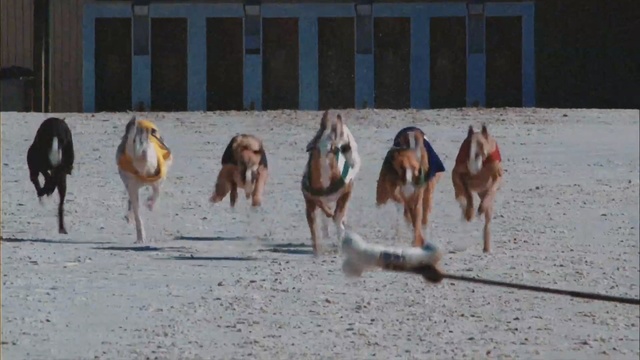 Video Reference: fauna, wildlife, pack animal, Person