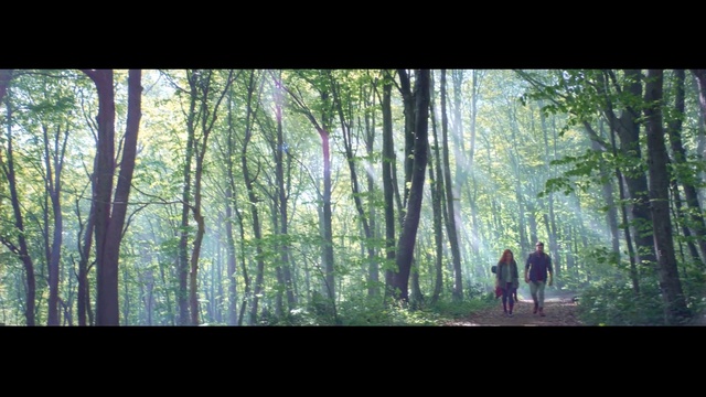 Video Reference: Forest, Woodland, Tree, People in nature, Nature, Natural environment, Old-growth forest, Nature reserve, Vegetation, Jungle