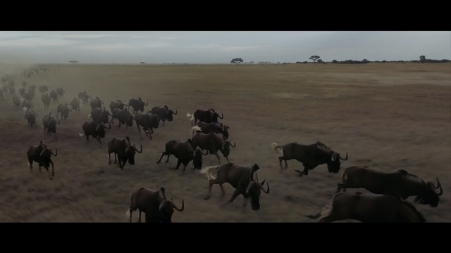 Video Reference: herd, ecosystem, cattle like mammal, savanna, animal migration, ecoregion, wildlife, steppe, pasture, plain