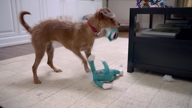 Video Reference: dog, dog breed, dog like mammal, dog breed group, flooring, floor, snout, companion dog, carnivoran, puppy