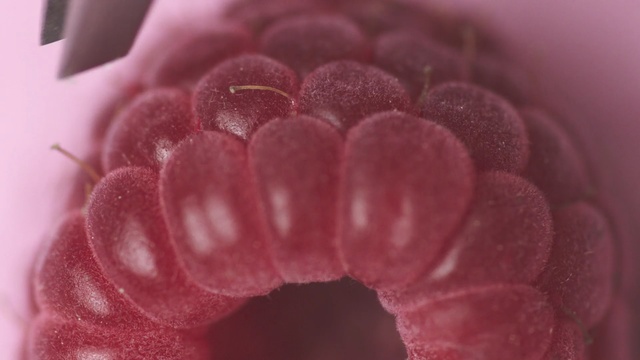 Video Reference: pink, macro photography, close up, flower, petal, lip, magenta, pollen, berry
