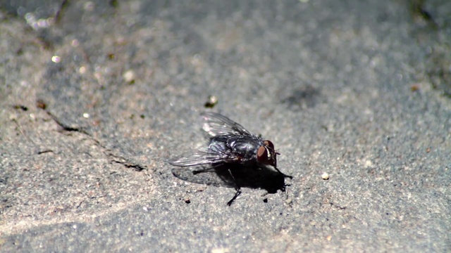 Video Reference: Insect, Pest, house fly, Fly, Invertebrate, Organism, Tachinidae, Parasite, blowflies, Cicada
