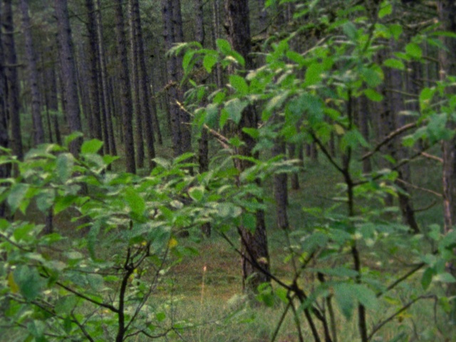 Video Reference: Tree, Forest, Vegetation, Nature reserve, Woodland, Jungle, Natural environment, Nature, Northern hardwood forest, Old-growth forest