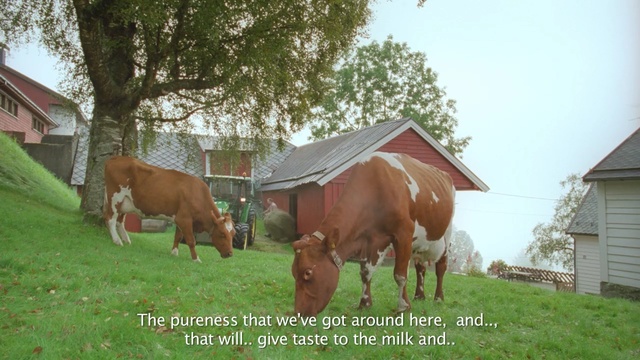 Video Reference: horse, mare, pasture, farm, horse like mammal, grass, pack animal, rural area, ranch, livestock, Person