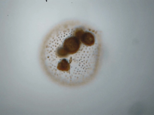 Video Reference: Stain