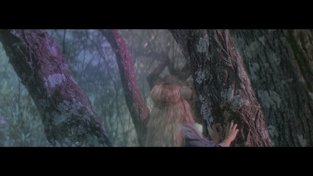 Video Reference: ecosystem, tree, screenshot, darkness, geological phenomenon, forest, atmosphere, biome, old growth forest, organism