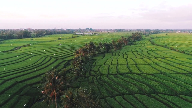 Video Reference: Plantation, Agriculture, Field, Paddy field, Highland, Crop, Terrace, Hill station, Landscape, Farm