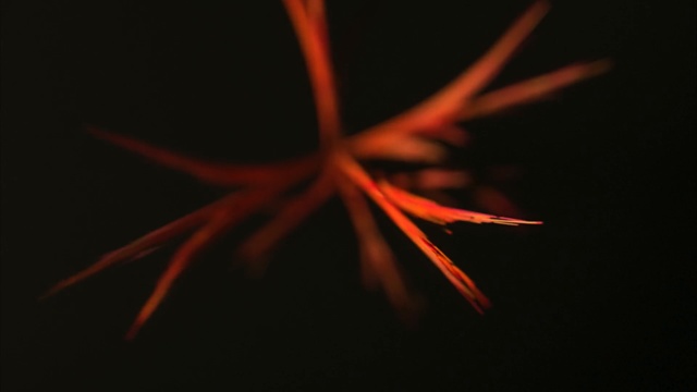Video Reference: Red, Orange, Darkness, Close-up, Macro photography, Still life photography, Plant, Flower, Photography, Graphics