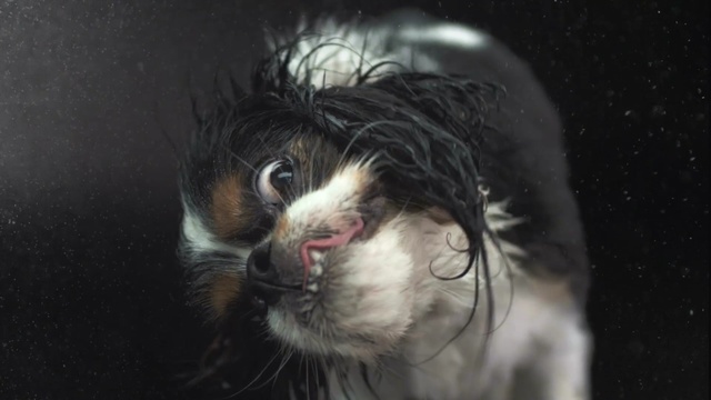 Video Reference: cat, whiskers, small to medium sized cats, snout, cat like mammal, wildlife, Person