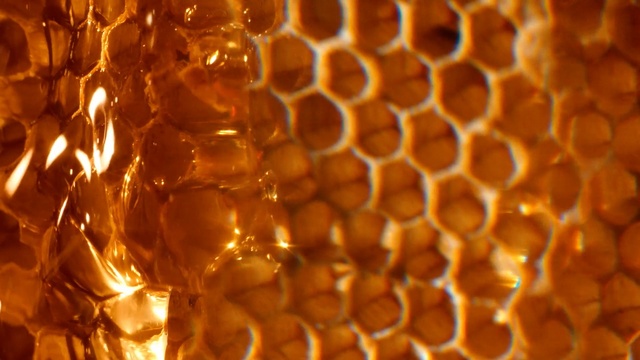 Video Reference: yellow, honeycomb, honey bee, light, lighting, macro photography, pattern, honey, bee, membrane winged insect