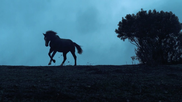 Video Reference: horse, sky, horse like mammal, ecosystem, stallion, mustang horse, mane, tree, darkness, cloud, Person