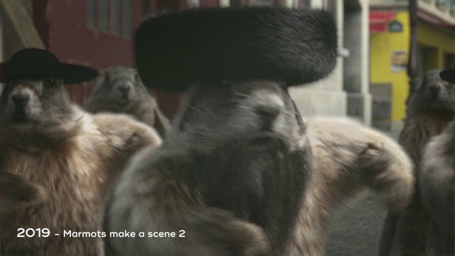 Video Reference: Snout, Primate, Fur, Old world monkey, Zoo, Wildlife, Cat, Indoor, Animal, Sitting, Dog, Looking, Front, Black, Standing, White, Man, Brown, Umbrella, Playing, Holding, Hat, Room, Monkey, Carnivore, Mammal