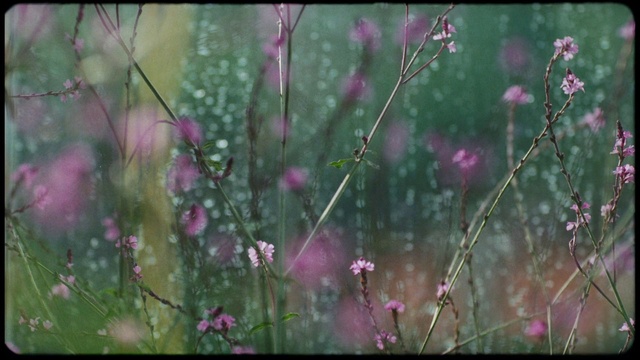 Video Reference: Nature, Flower, Plant, Spring, Pink, Flowering plant, Wildflower, Grass, Grass family, Branch