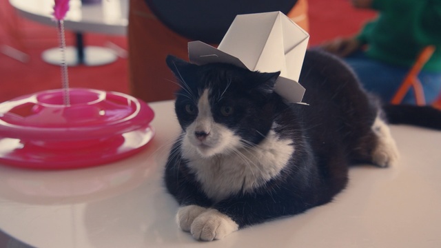 Video Reference: Cat, Mammal, Small to medium-sized cats, Felidae, Kitten, Whiskers, Carnivore, Norwegian forest cat, Canidae, Domestic short-haired cat