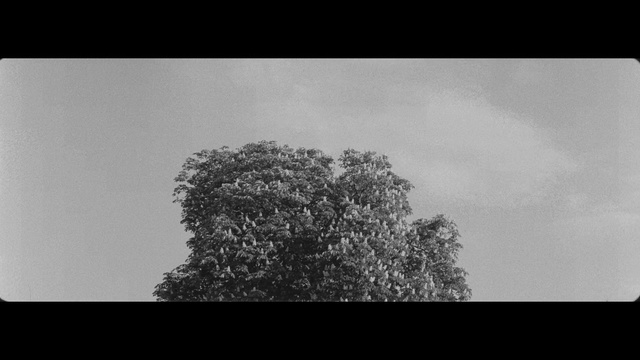 Video Reference: Sky, Tree, White, Black, Monochrome photography, Black-and-white, Photograph, Monochrome, Branch, Atmospheric phenomenon, Photo, Sitting, Front, Table, Laptop, Monitor, Computer, Television, Screen, Desk, Standing, Man, Large, Cat, Tall, Airplane, Landscape, Black and white, Nature, Cloud, Text