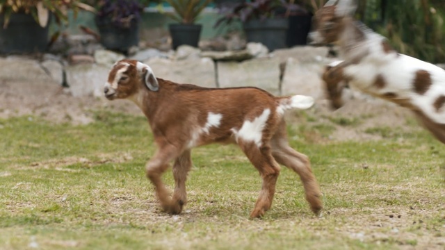 Video Reference: goats, goat, cow goat family, livestock, pasture, goat antelope, grass, wildlife, cattle like mammal