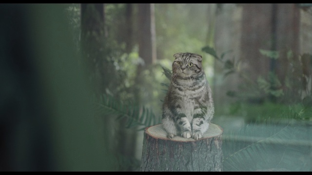 Video Reference: Owl, Wildlife, Felidae, Adaptation, Organism, Snout, Tree, Whiskers, Trunk, Plant, Animal, Sitting, Cat, Looking, Window, Photo, Small, Grey, Black, Glass, White, Gray, Standing, Green, Mirror, Perched, Reflection, Vase, Carnivore