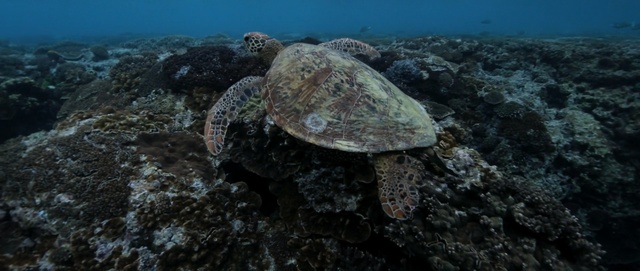 Video Reference: turtle, sea turtle, ecosystem, reef, underwater, marine biology, coral reef, loggerhead, organism, tortoise