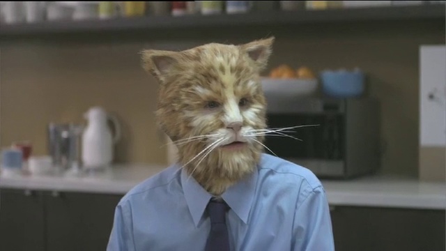 Video Reference: Cat, Whiskers, Felidae, Small to medium-sized cats, Organ, Ear, Tabby cat, Snout, Domestic short-haired cat, Carnivore