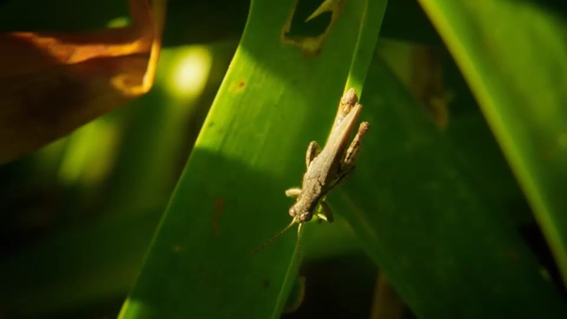 Video Reference: Green, Leaf, Gecko, Organism, Insect, Macro photography, Lizard, Grasshopper, Plant, Amphibian