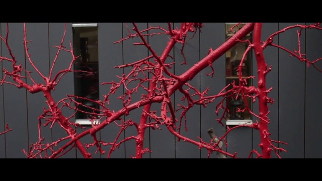 Video Reference: Red, Nature, Branch, Tree, Twig, Plant, Woody plant, Organism, Plant stem, Flower