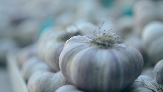 Video Reference: Garlic, Vegetable, Plant, Food, Close-up, Organism, Onion, Macro photography, Photography, Allium