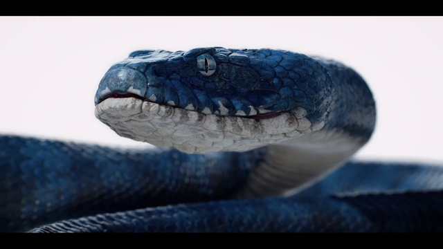 Video Reference: Serpent, Reptile, Snake, Scaled reptile, Blue, Mamba, Electric blue, Mouth, Elapidae, Jaw