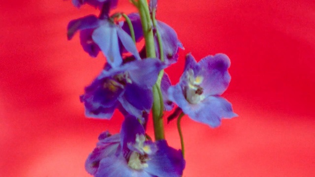 Video Reference: Flower, Flowering plant, Plant, Petal, Blue, Purple, beardtongue, Violet, Delphinium, Plant stem