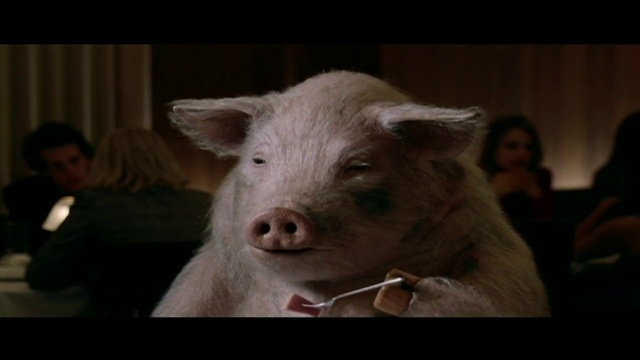Video Reference: Mammal, Domestic pig, Vertebrate, Suidae, Snout, Nose, Livestock, Ear, Mouth, Fur