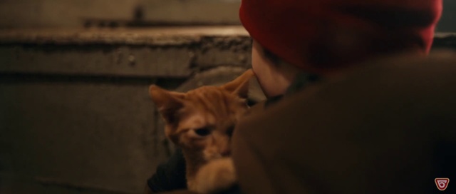 Video Reference: Cat, Felidae, Small to medium-sized cats, Nose, Whiskers, Snout, Ear, Kitten, Tabby cat, Fur