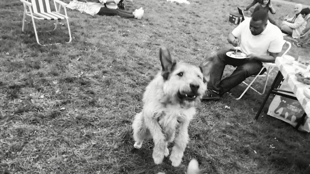 Video Reference: dog, dog like mammal, mammal, black and white, vertebrate, dog breed, monochrome photography, monochrome, snout, dog breed group