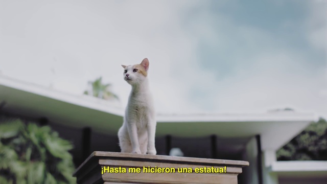 Video Reference: Cat, Felidae, Small to medium-sized cats, Aegean cat, Turkish angora, Whiskers, Carnivore, Turkish van, Colorpoint shorthair, Domestic short-haired cat