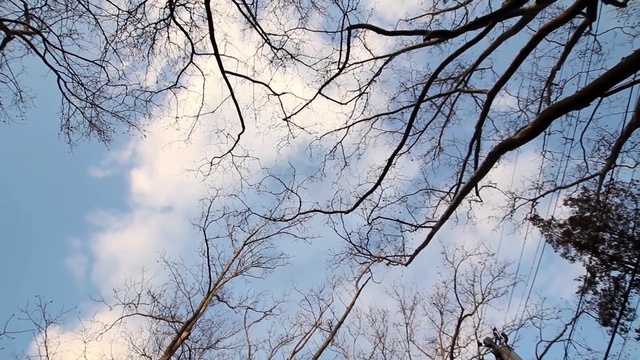Video Reference: sky, branch, tree, woody plant, cloud, winter, leaf, daytime, sunlight, twig