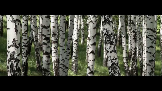Video Reference: tree, woody plant, birch, ecosystem, grove, plant, trunk, woodland, forest, flora