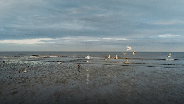 Video Reference: Sky, Sea, Ocean, Water, Horizon, Cloud, Beach, Coast, Shore, Seabird