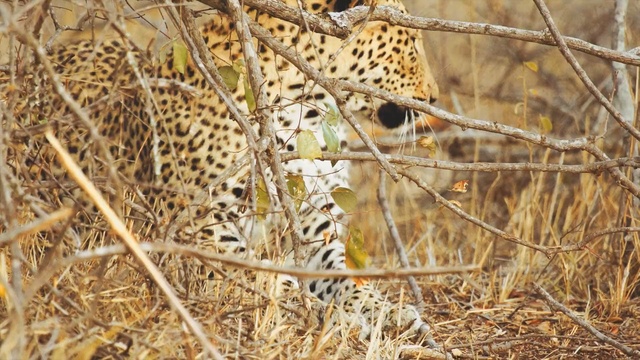 Video Reference: Terrestrial animal, Leopard, Wildlife, Felidae, Jaguar, African leopard, Big cats, Carnivore, Snout, Adaptation