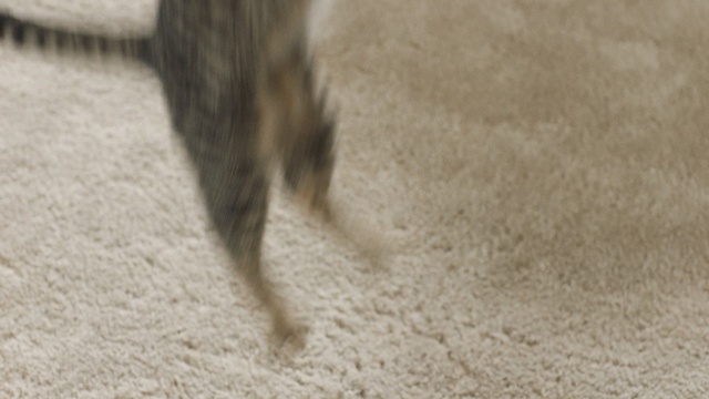 Video Reference: texture, brown, sand, material, pattern, rough, old
