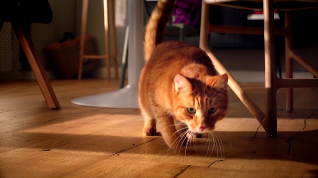 Video Reference: Cat, Mammal, Small to medium-sized cats, Felidae, Whiskers, Tabby cat, European shorthair, Floor, Carnivore, Domestic short-haired cat