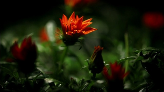 Video Reference: flower, flora, plant, vegetation, wildflower, petal, close up, leaf, computer wallpaper, sunlight