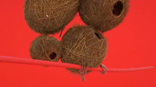 Video Reference: close up, organism, macro photography