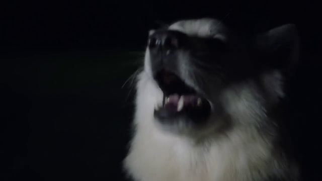 Video Reference: Mammal, Vertebrate, Canidae, Dog, Carnivore, Pomeranian, Dog breed, Alaskan malamute, Nose, Snout