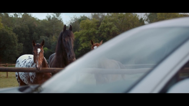 Video Reference: Horse, Mode of transport, Mane, Bridle, Photography, Tree, Mare, Stallion, Vehicle, Recreation