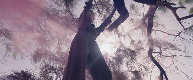 Video Reference: Branch, Atmospheric phenomenon, Tree, Sky, Forest, Atmosphere, Woody plant, Photography, Plant, Cg artwork