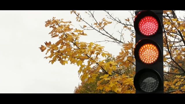 Video Reference: yellow, branch, leaf, tree, sky, lighting, light fixture, autumn, traffic light, spring, Person