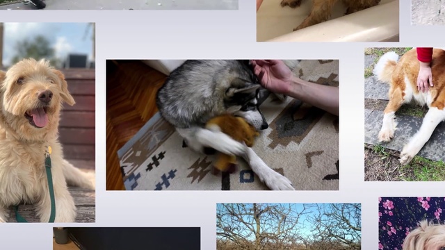 Video Reference: Canidae, Dog, Dog breed, Adaptation, Street dog, Puppy, Carnivore, Photo caption