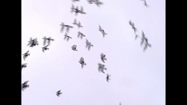 Video Reference: Organism, Font, Black-and-white, Drawing