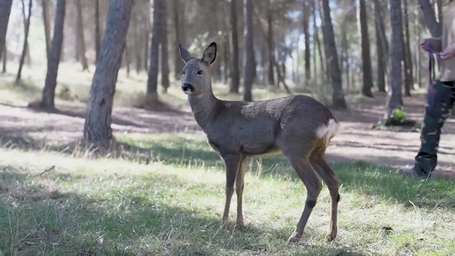 Video Reference: Vertebrate, Mammal, Deer, Wildlife, Terrestrial animal, Roe deer, Nature reserve, Woodland, White-tailed deer, Musk deer, Person