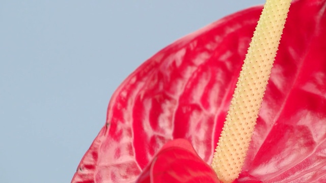 Video Reference: pink, close up, macro photography, magenta, petal